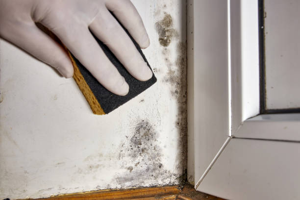 Best Residential water damage restoration  in Port Huron, MI